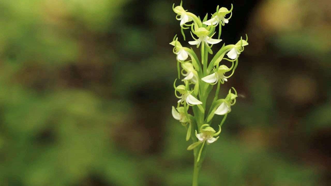 Habenaria gibsonii