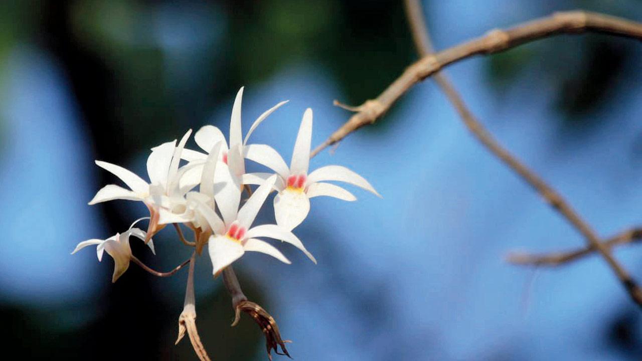 Love orchids? Learn more about them at this session in Mumbai