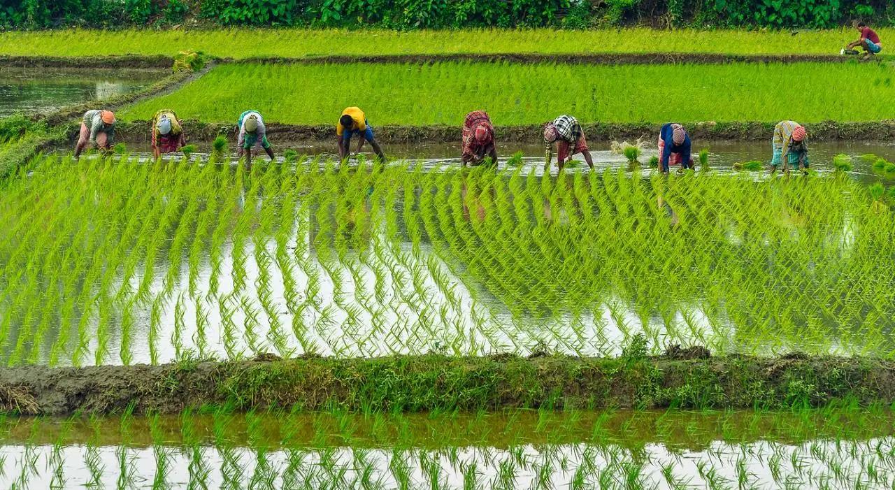 Uttar Pradesh: Paddy procurement to begin on October 1 with a 48-hour payment process
