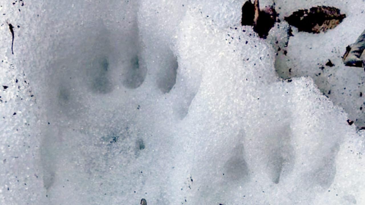 Fresh bear paw prints that Nayantara Chauhan encountered on a hike while cooking outdoors