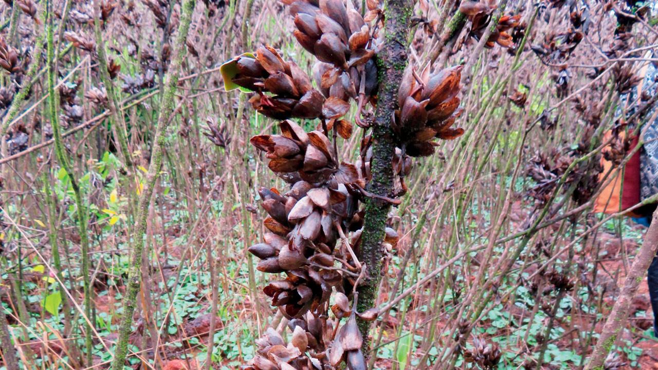 The dry plant stores seeds in pods. Pic Courtesy/Prabha Pillai