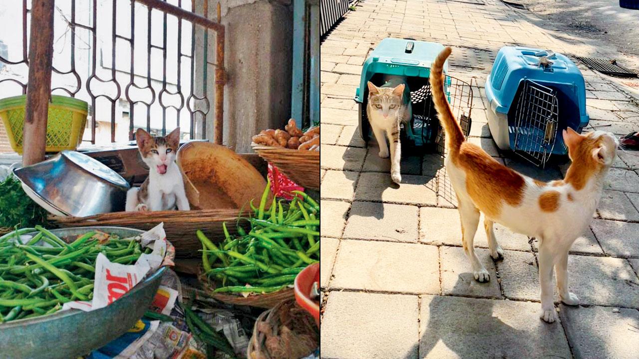 A cat scours a market in Chembur for food; strays are ethically trapped to be neutered 