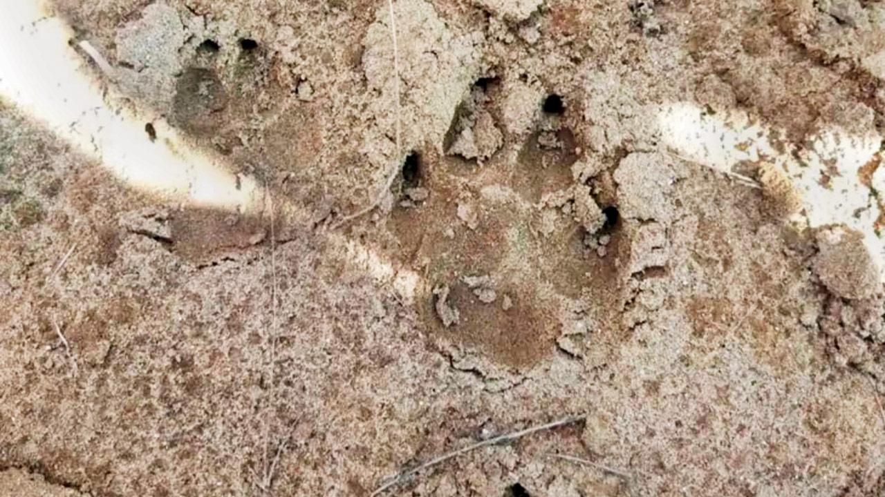 Animal footprints, suspectedly of a leopard were found near the place of attack. Pic/PTI