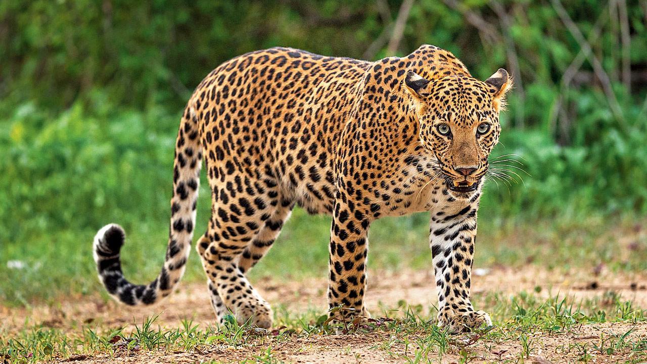 Uttar Pradesh: Villagers track and kill leopard after it attacks jawan