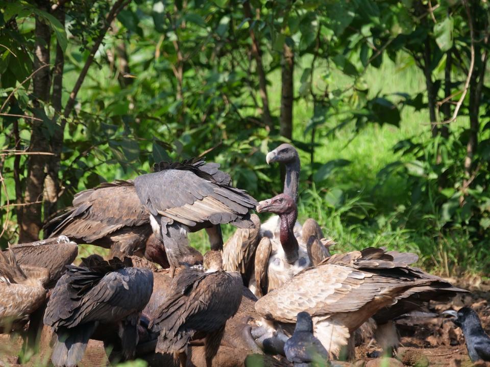 In Photos: WWF exhibition highlights India’s 107 recorded raptor species