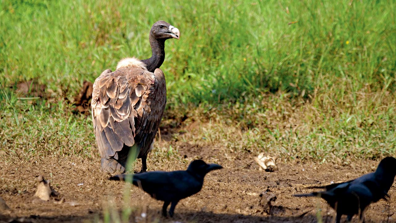 The Indian vulture helps prevent the spread of disease and in supporting a cleaner environment by feeding on dead animals in peri-urban, rural and natural environments, acting as nature’s clean-up crew. Pic/Rinkita Gurav