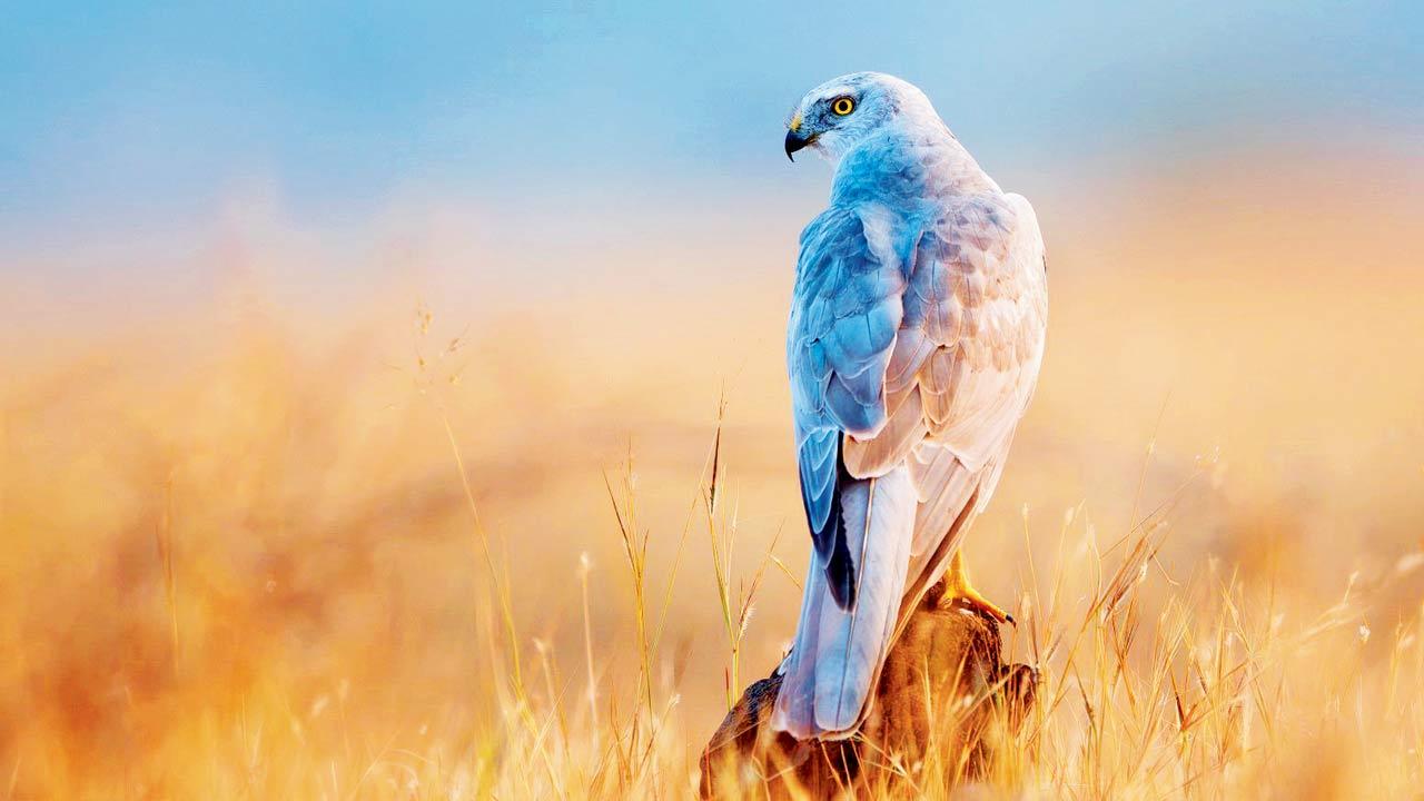 The pallid harrier is a migratory bird of prey, important for controlling populations of small mammals and insects in grasslands and agricultural ecosystems. Pic/Kaustubh Mulay