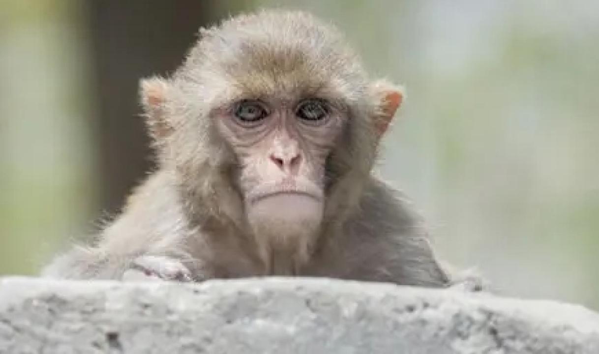 17 monkeys shot dead in Chhattisgarh village, says panchayat member; forest department launches probe