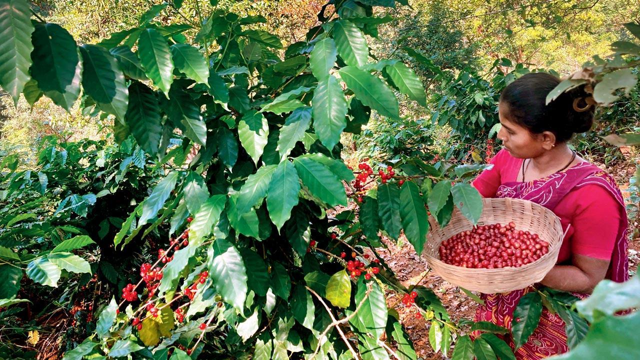 Ever tried Arabica from Chikhaldara?