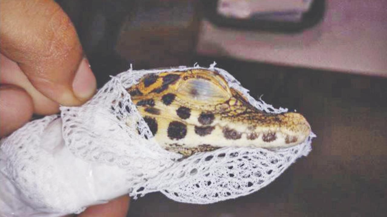 Five baby crocodiles seized at Mumbai airport; 2 held