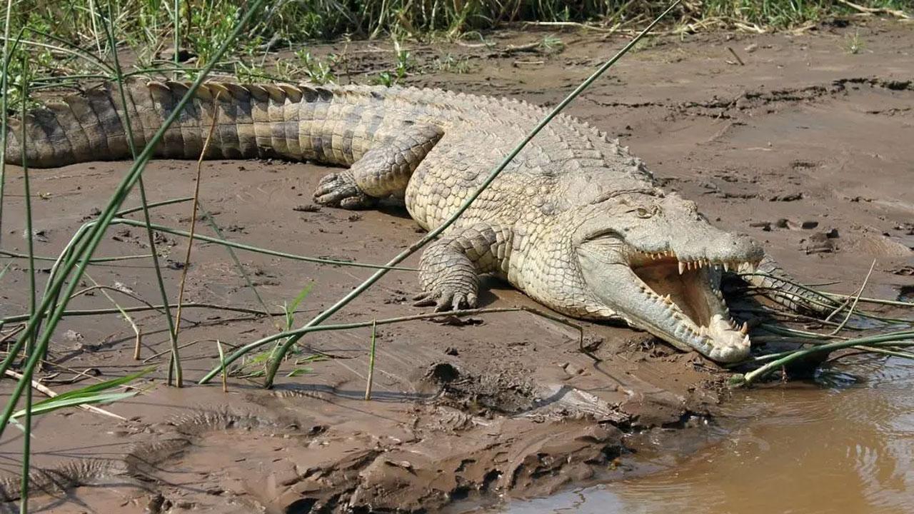 Gujarat rains: 24 crocodiles rescued from Vadodara's residential areas