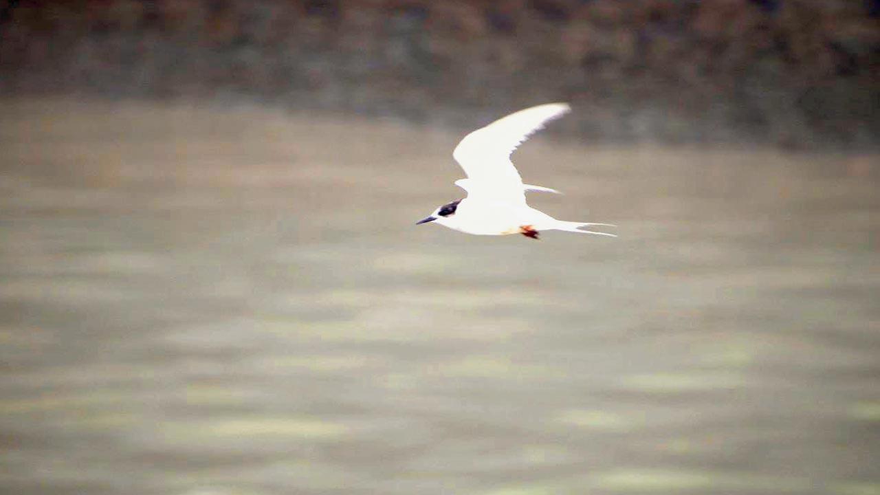 Arctic tern in Colaba. Pic Courtesy/Sahir Doshi