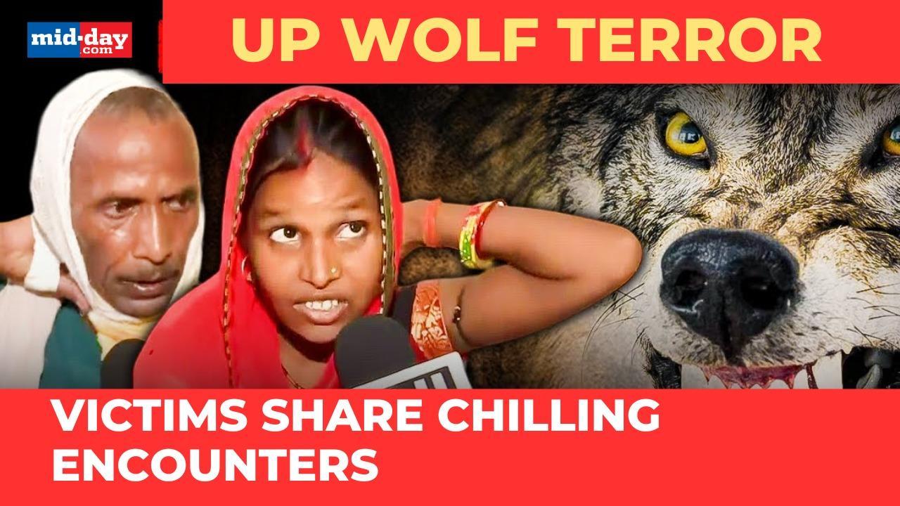 UP wolf terror: Victims narrate scary encounters with man eater wolves