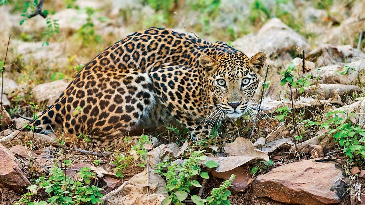 Maharashtra: Nearly 50 leopards in Junnar to be sterilised