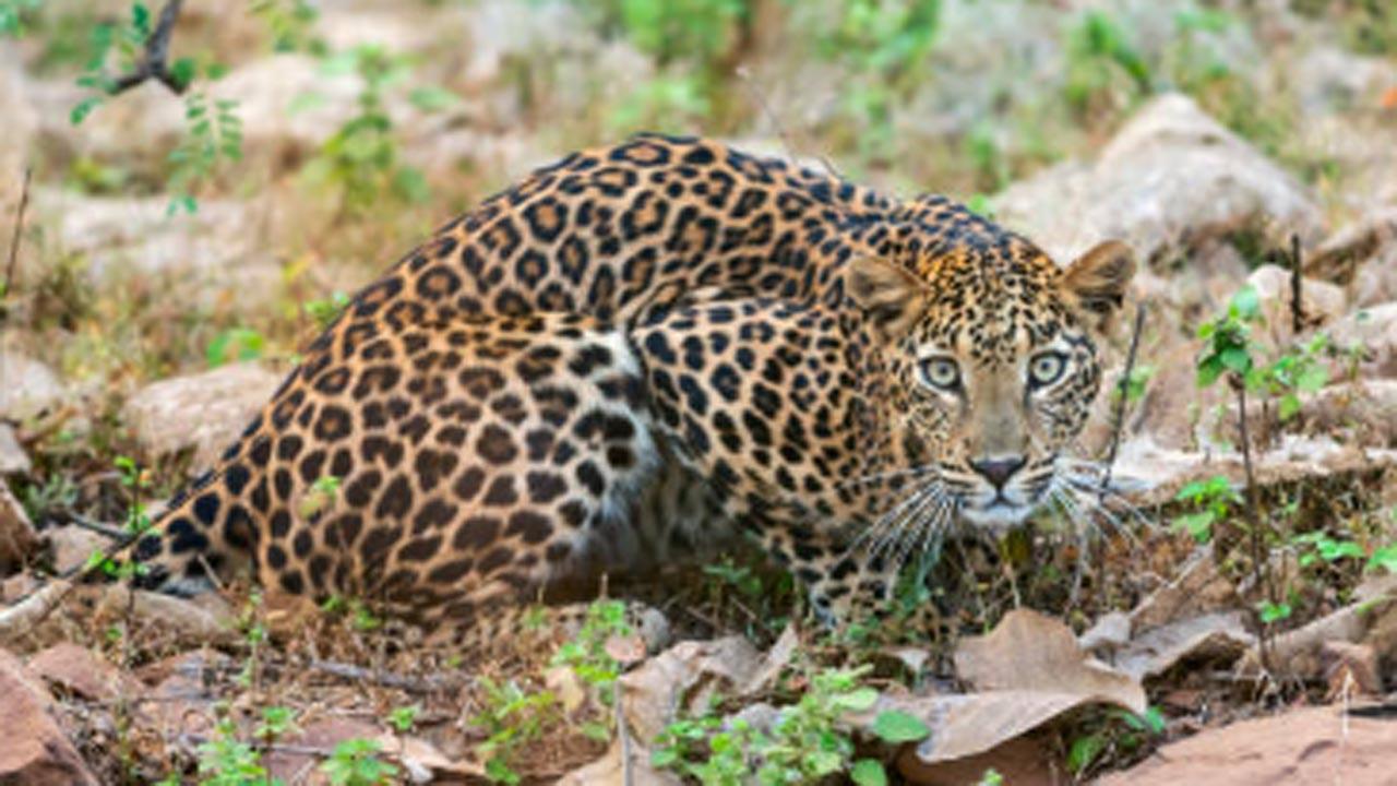 Gujarat: 5-month-old baby attacked by leopard in Jamnagar