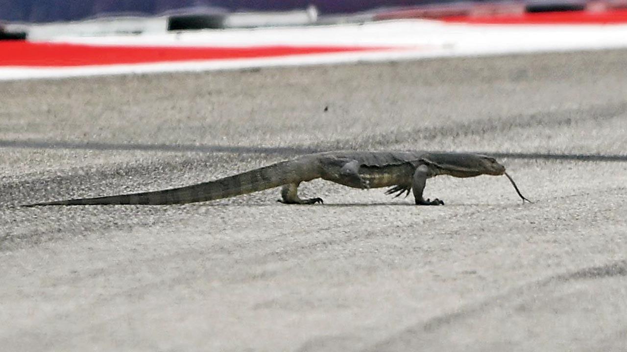Giant lizard on track halts practice