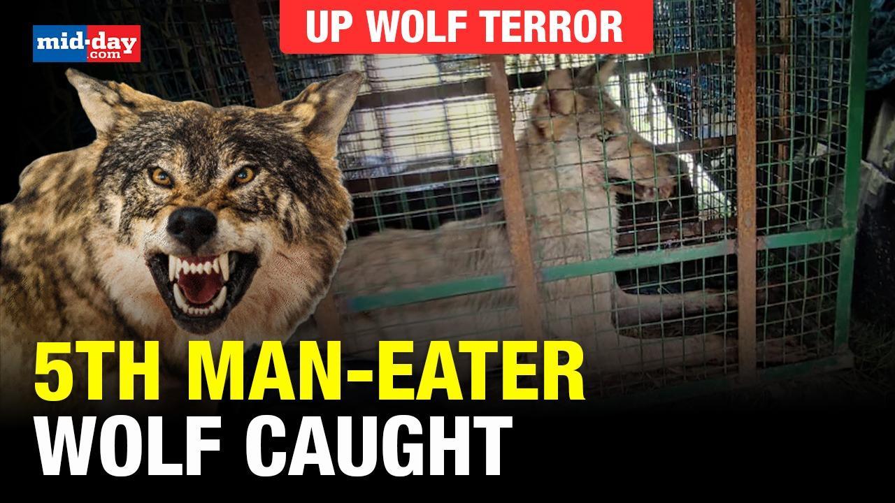 UP wolf terror: Wolf terror Fifth man-eater wolf captured, one still on loose