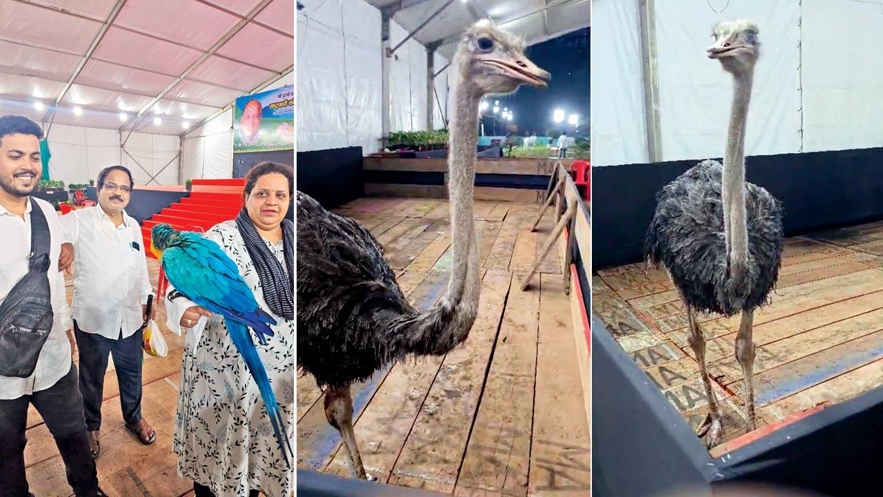 Former corporator Rakhee Jadhav of the NCP-SP and exotic pet shop owner Wajid Sabir Shaikh (extreme left) ; (right) the ostrich that was obtained from Andhra Pradesh for the event