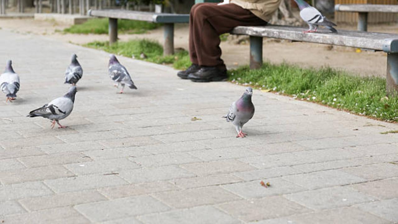Feeding pigeons is damaging your breathing health and wellness; physician describes just how Feeding pigeons is damaging your breathing health and wellness; physician describes just how