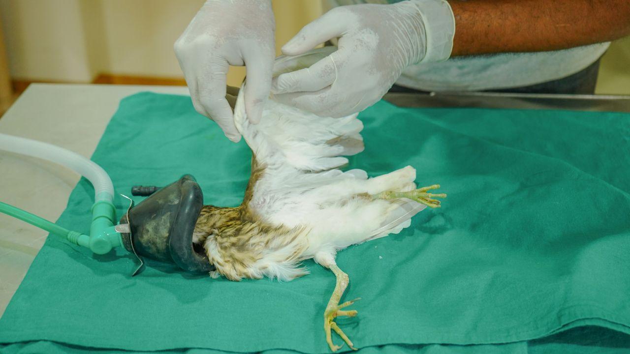 The pond heron was treated at the Manikdoh Leopard Rescue Centre/ Sourced Photo