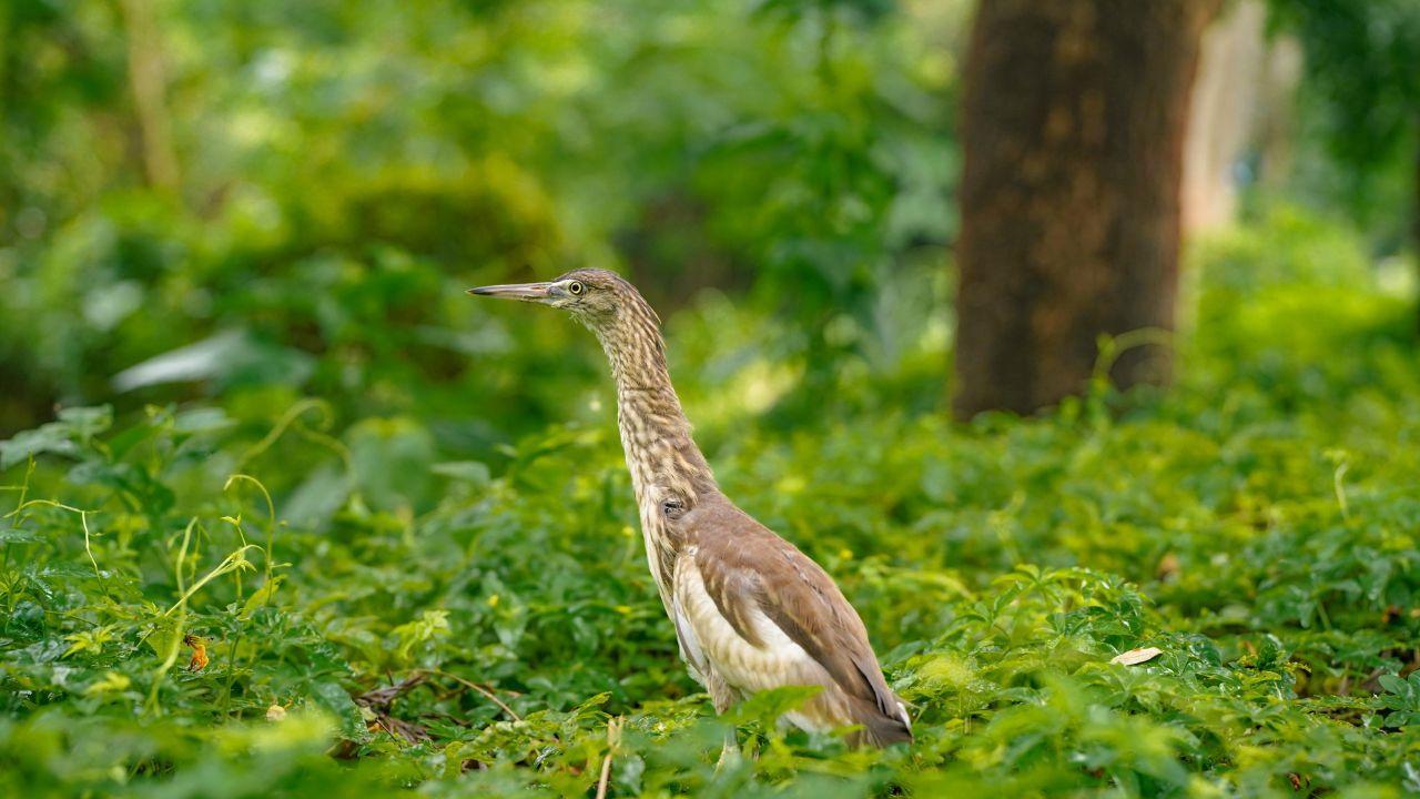 Maharashtra: Injured pond heron, rescued from Junnar, makes remarkable recovery