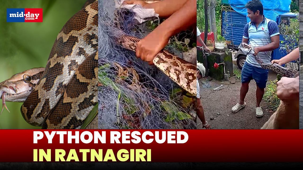 Indian Rock Python rescued in Ratnagiri after getting entangled in a fishing net
