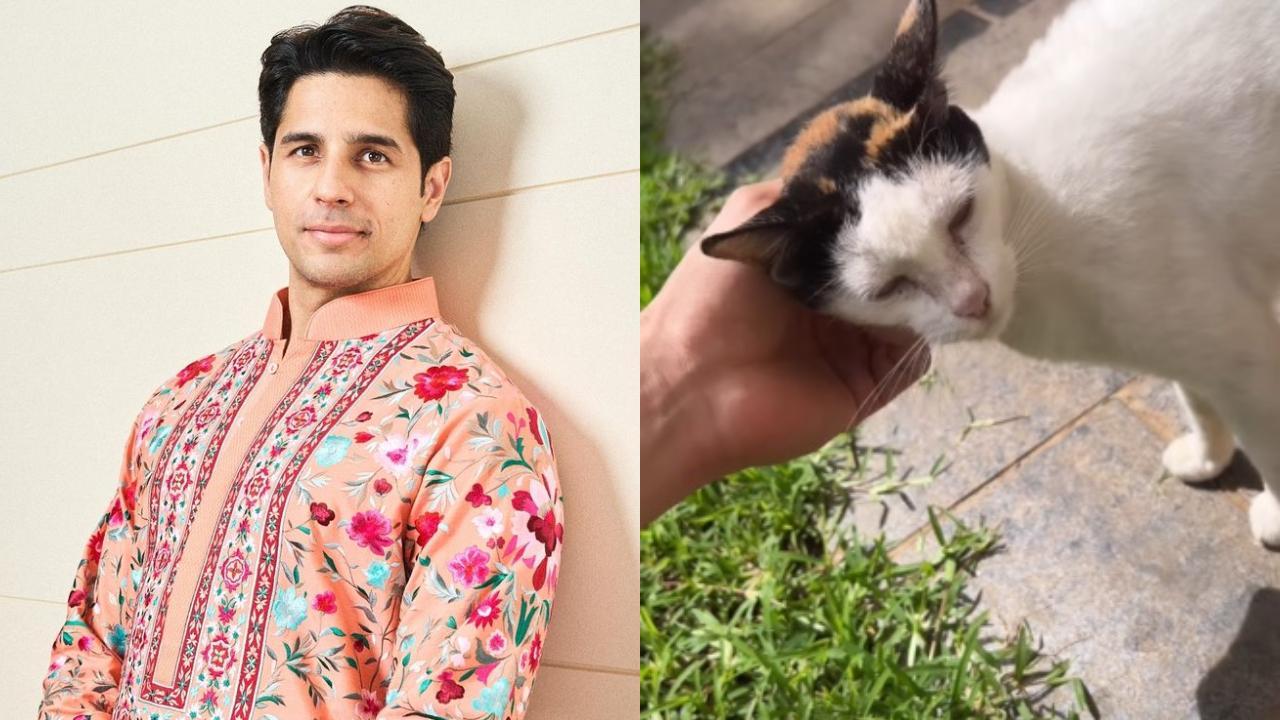 Sidharth Malhotra’s 'purrfect' video with his ‘itchy’ cat is unmissable 