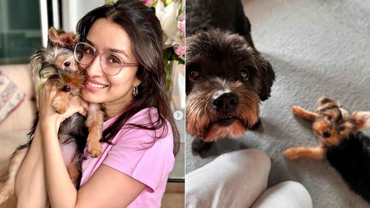 Shraddha Kapoor introduces her new family member 'Small', reveals Shyloh is not happy