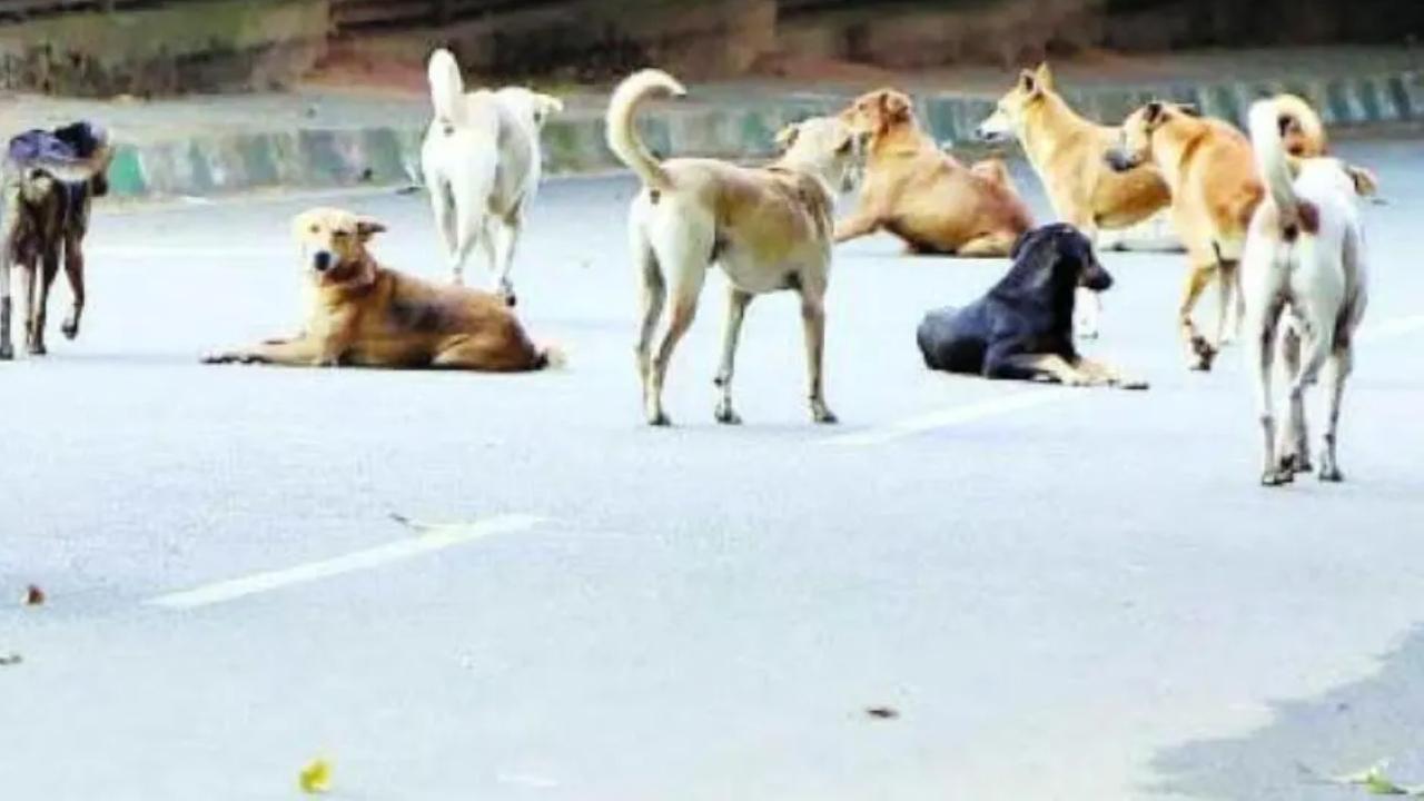 BMC to launch massive rabies vaccination drive