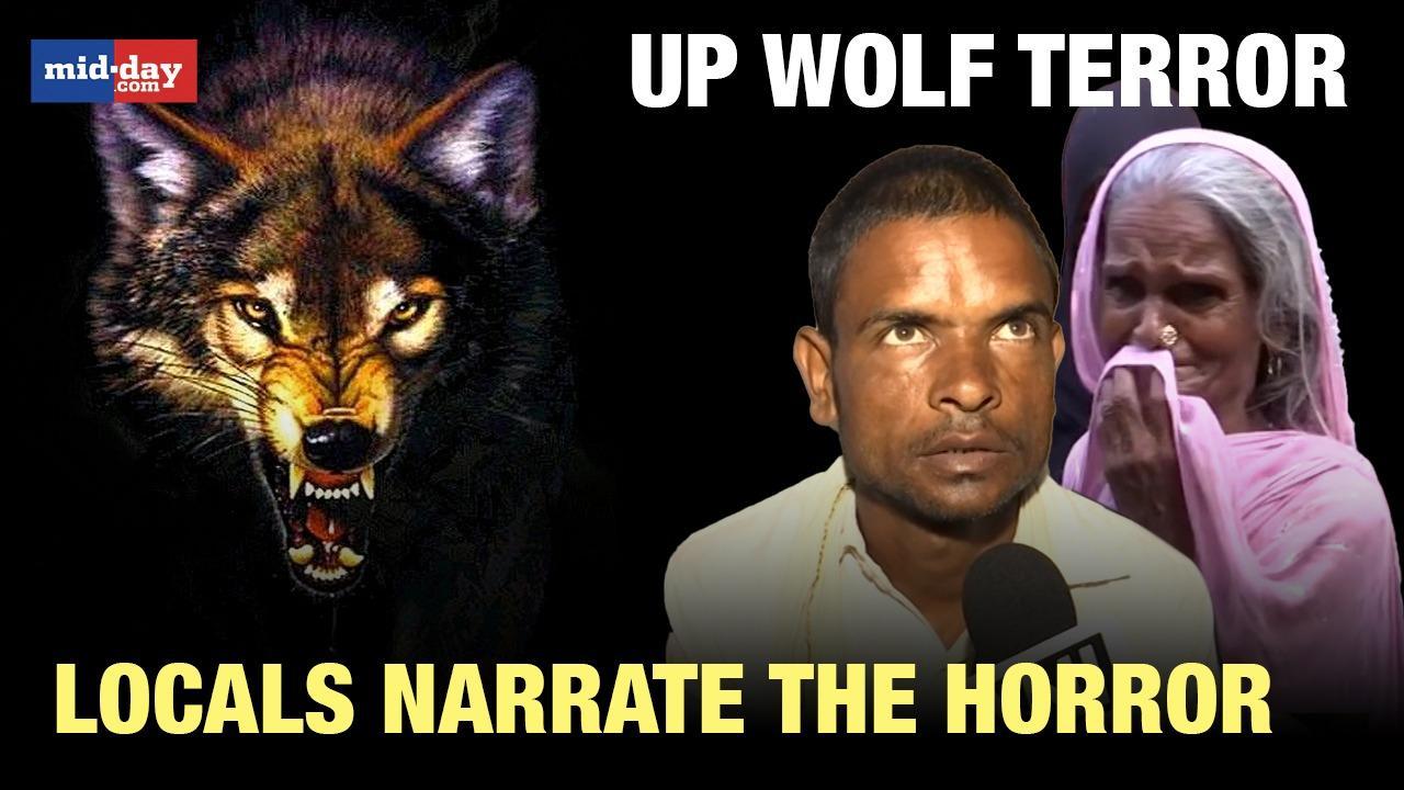 No relief from deadly wolves, locals narrate spine chilling details - Watch