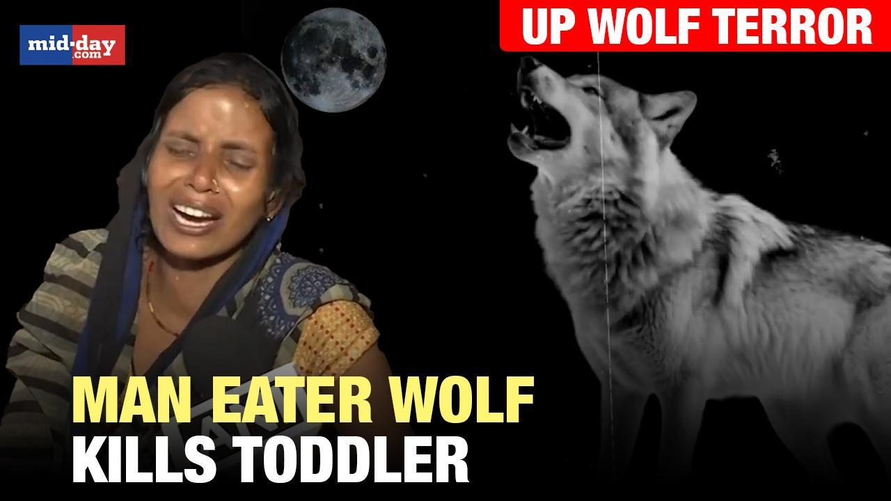 UP Wolf terror: Man eater wolves terror continues, toddler killed, locals angry