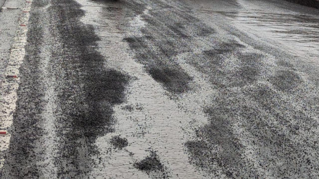 IN PHOTOS: New Vile Parle flyover deteriorates just 6 months after inauguration