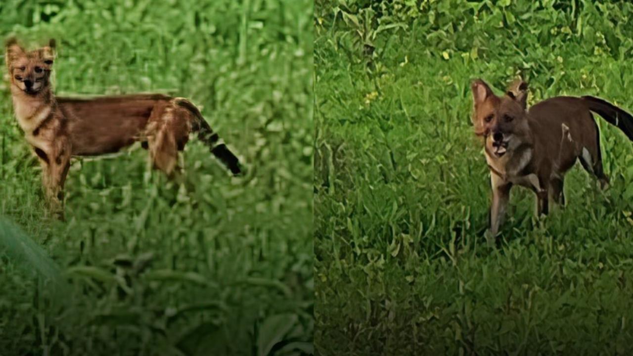 In a first, pack of 10 wild dogs sighted in Dongaroli Village of Maharashtra