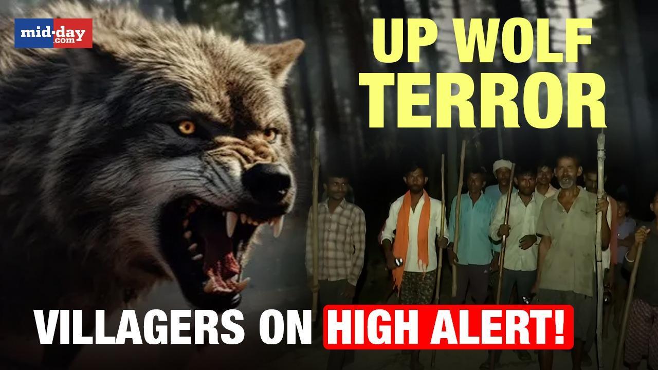UP wolf terror: Locals on high alert after deadly wolf attack - Watch video
