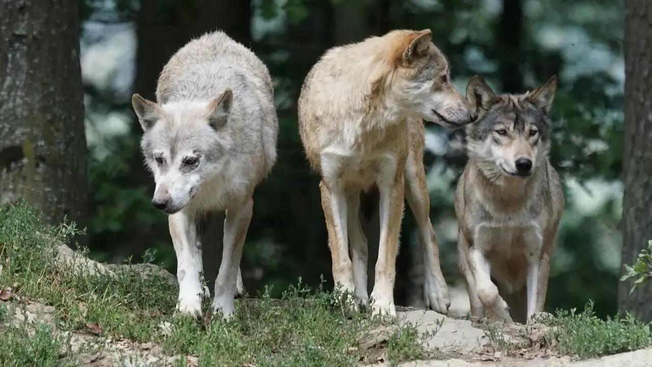 Uttar Pradesh: Child killed, elderly woman injured in wolf attack incidents