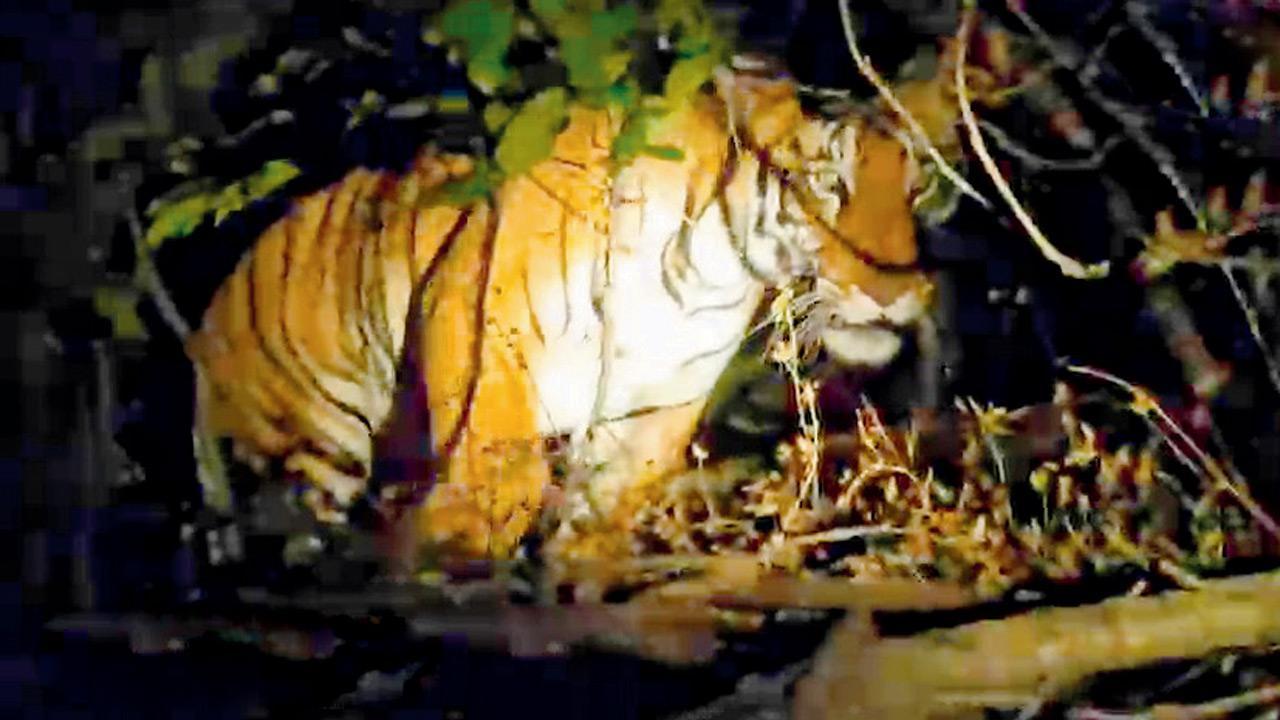 Rare tiger sighting in Sindhudurg district a fillip for corridor
