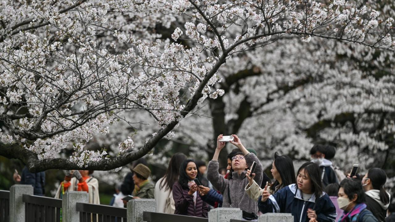Tourists and locals are flocking to Japan's top locations to take photos and indulging in picnics under the elegant dark branches bursting with pink and white flowers.