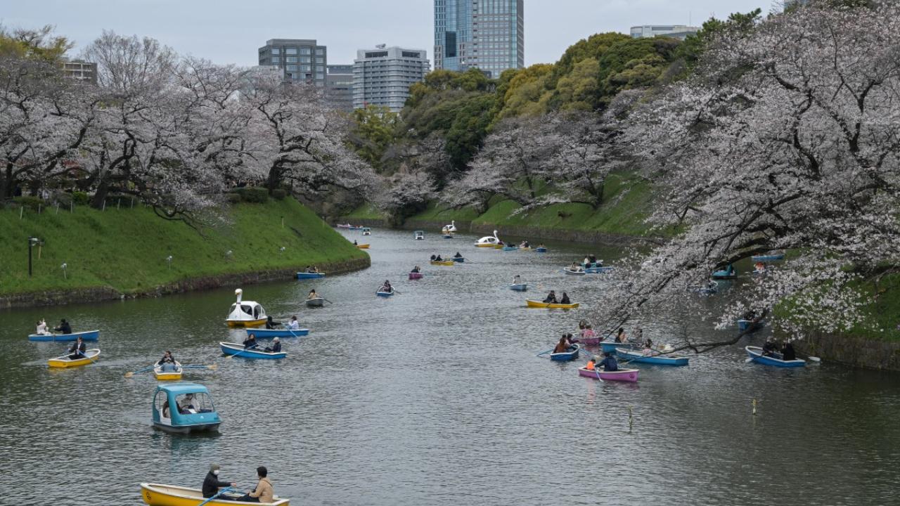 Some of the most popular destinations for viewing cherry blossoms in the capital city of Japan are Yoyogi Park, Ueno Park and Chidorigafuchi, among others.