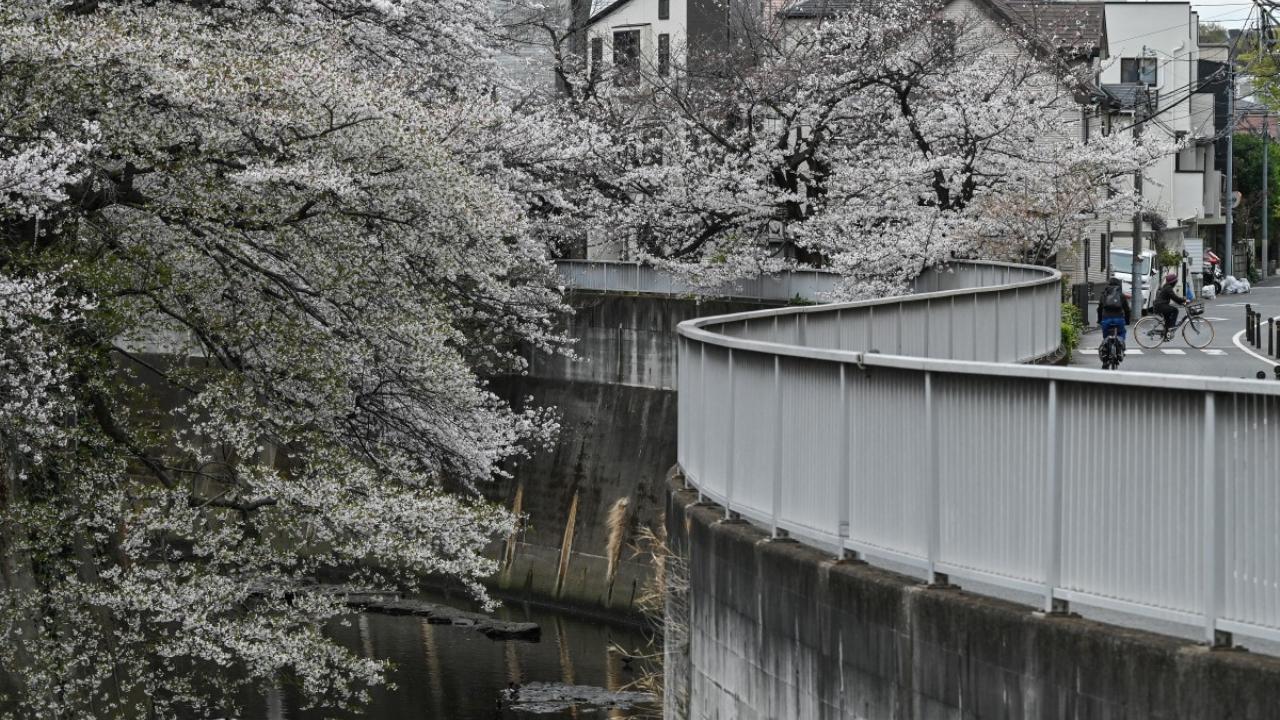 According to AFP, the Japanese Meteorological Agency (JMA) on Sunday declared the country's most common and popular 
