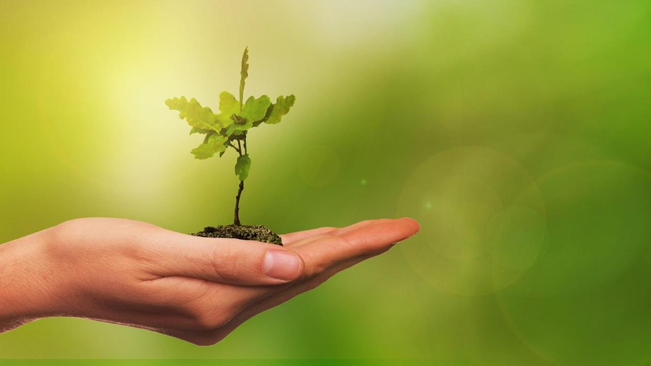 Collect the seeds of fruits you eat like mango, custard apple, chikoo and plant them wherever you can. They will grow into trees if well nurtured