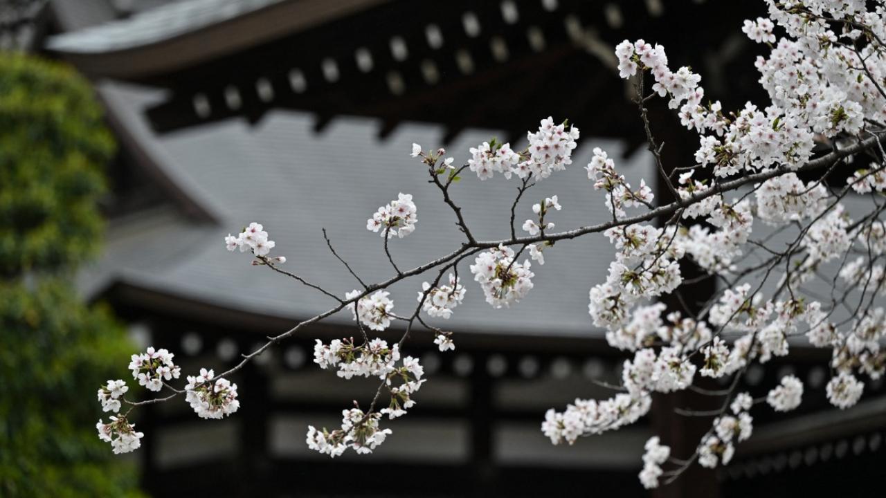 In popular culture, cherry blossoms are usually symbolic of new beginnings, but also the ephemeral nature of life.
