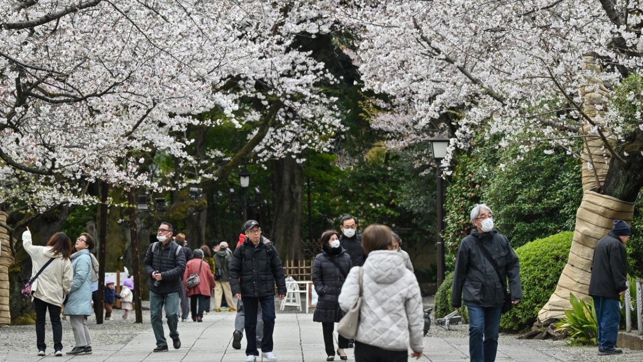 The flowers bloom during spring. In Tokyo, the season reaches its peak usually between late March and early April. 