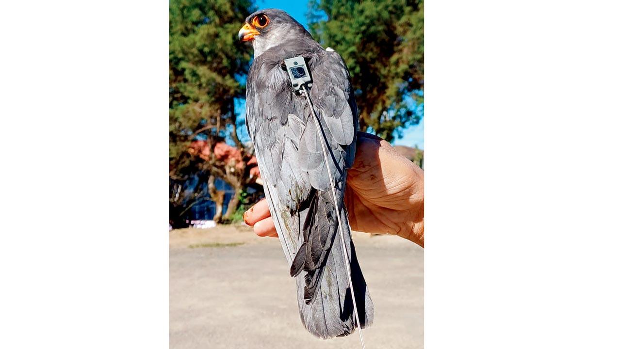 The Amur falcon was tagged last year in November