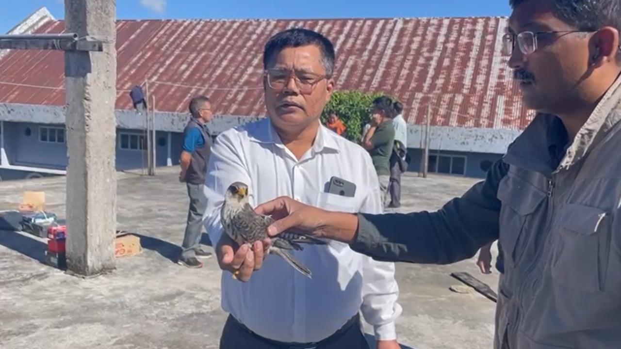Amur Falcon ‘Chiuluan 2’ reaches Gujarat after 3,100 km nonstop flight