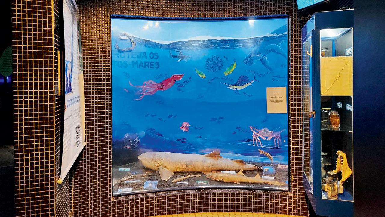 A mural depicting aquatic life created by the group near a  Brazilian aquarium. pic courtesy/Sonia Violante Ptasznik