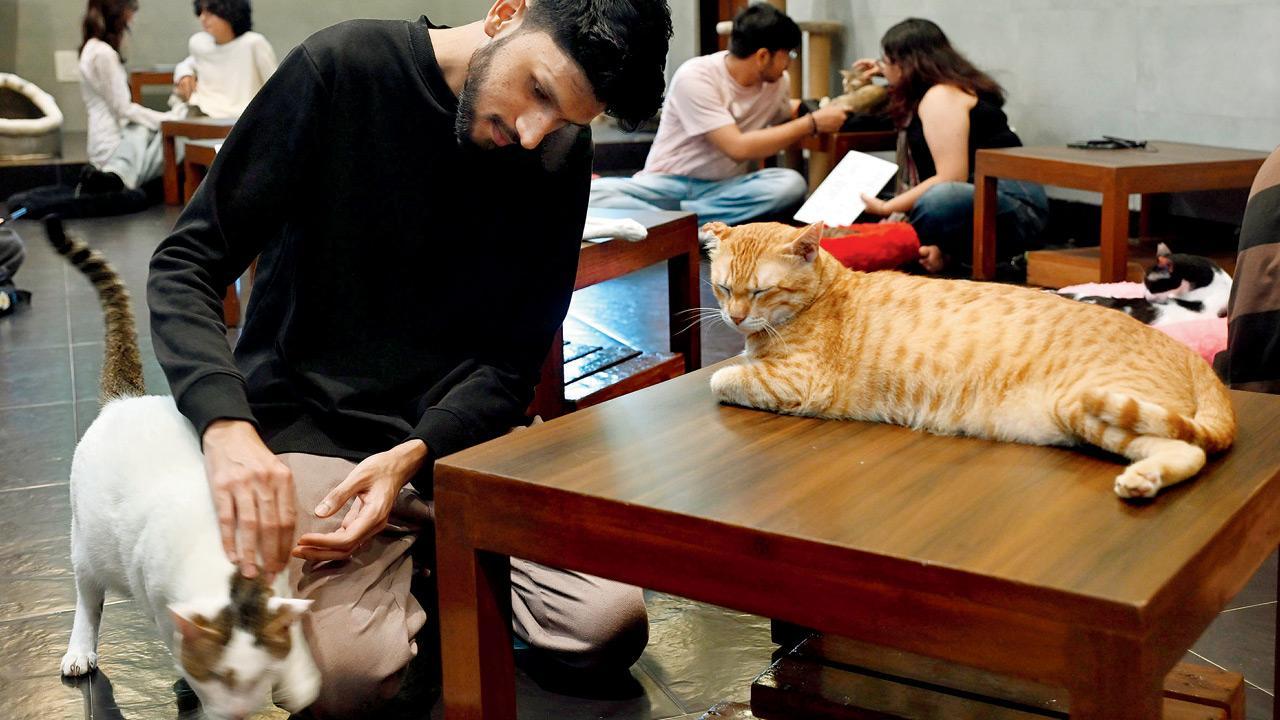 This cat studio-cum-café in Versova has a new look and menu