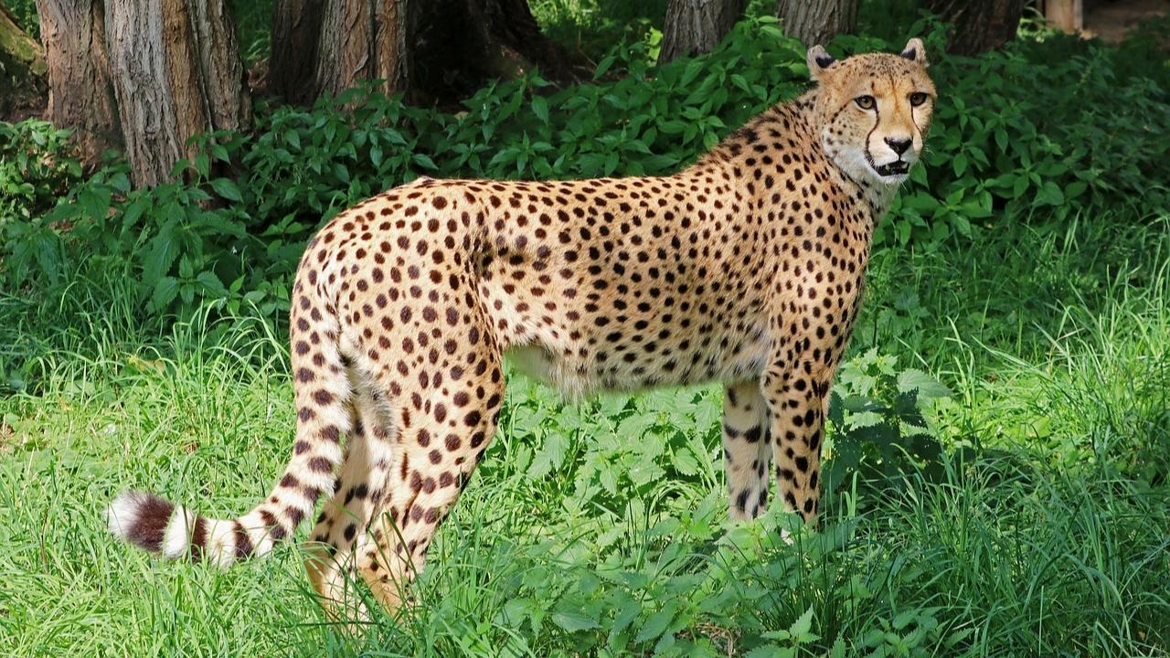 India to receive 8 cheetahs from Botswana in two phases, 4 expected by May