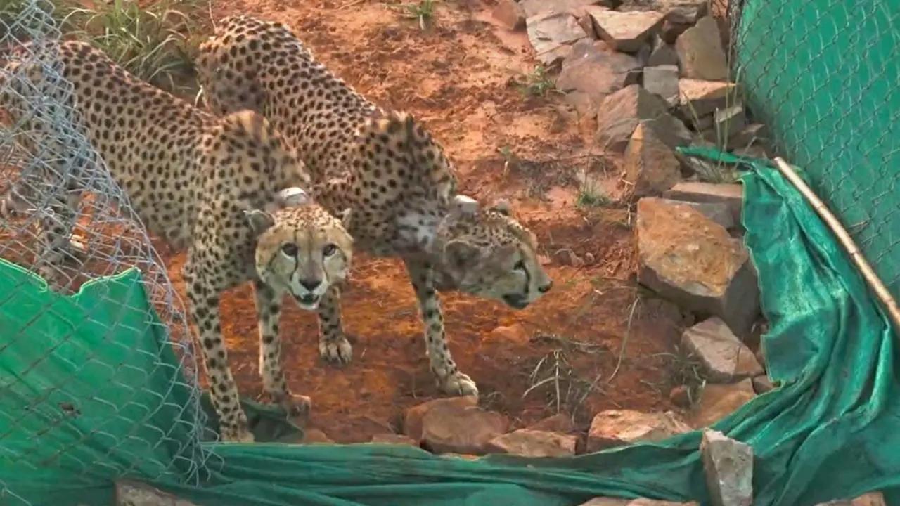 Cheetah Nirva gives birth to 5 new cubs in Kuno: Madhya Pradesh CM Mohan Yadav