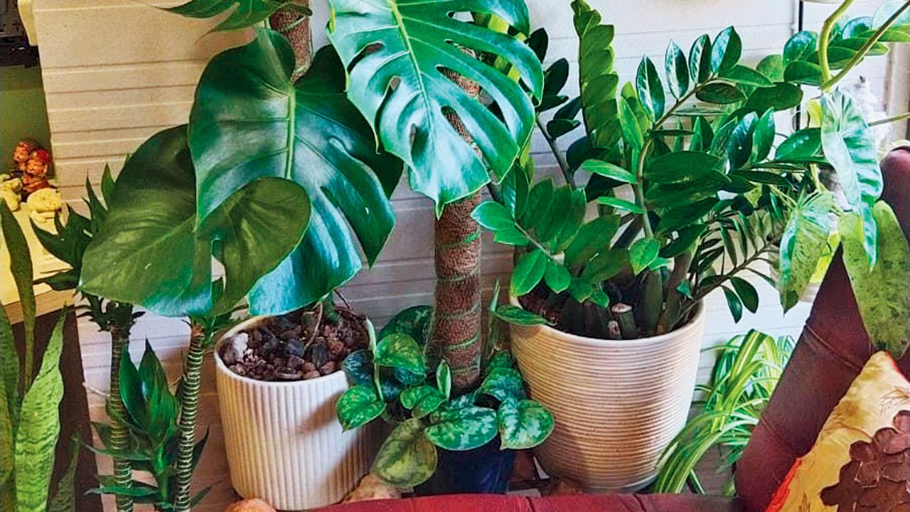 Potted monstera and snake plants in Dsouza’s balcony
