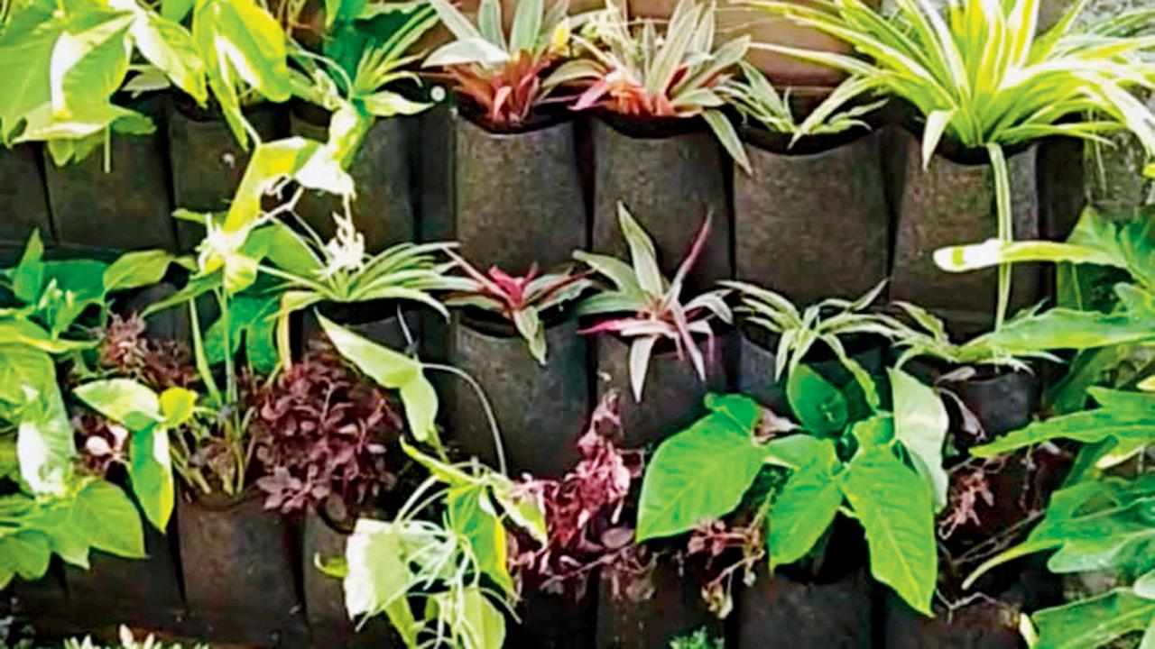 Dsouza’s vertical plant wall. PICS COURTESY/Clyde Dsouza